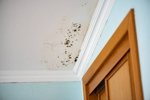 Best Crawl Space Mold Removal  in Gaffney, SC