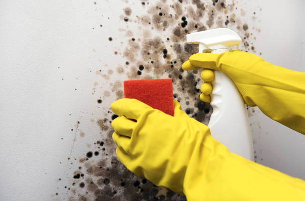 Trusted Gaffney, SC Mold Removal Experts